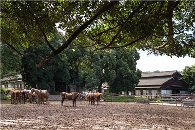 后里馬場