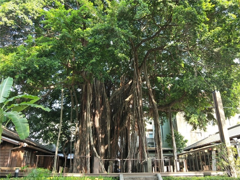 日治時期警察宿舍(臺中文學館)文學公園大榕樹